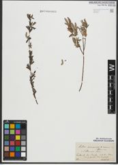 Foto von Salix purpurea L. x Salix repens L.